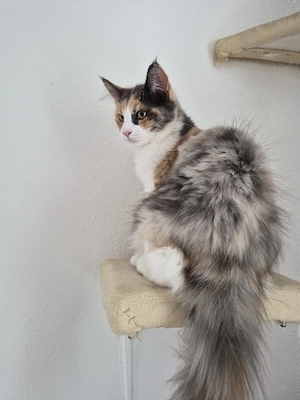 Maine Coon Kitten 