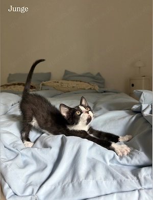 Devon Rex Mix Kitten Mischlinge suchen ihr Zuhause