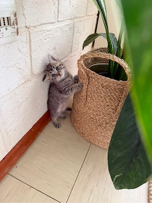 kitten weibchen 