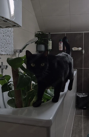 Katzenpaar (2&5) abzugeben | INFOS bei Nachricht