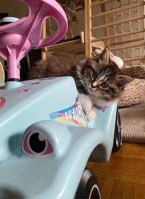 Ragdoll BLH Edel Kitten