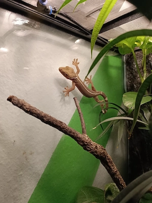 Streifengecko Gekko Vittatus abzugeben Bild 2