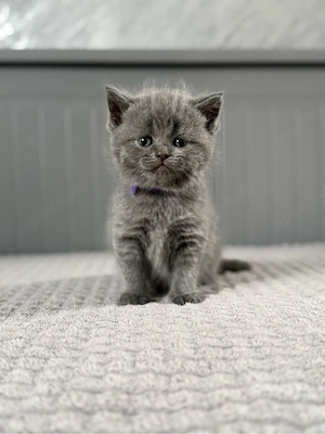 Britisch Kurzhaar in blau reinrassig Kitten Bild 7