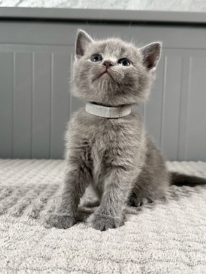 Britisch Kurzhaar in blau reinrassig Kitten Bild 5