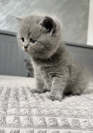 Britisch Kurzhaar in blau reinrassig Kitten Bild 2