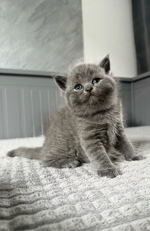 Britisch Kurzhaar in blau reinrassig Kitten Bild 3