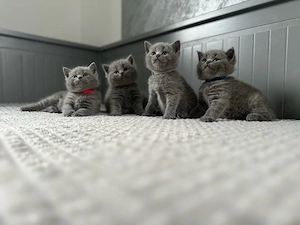 Britisch Kurzhaar in blau reinrassig Kitten Bild 8