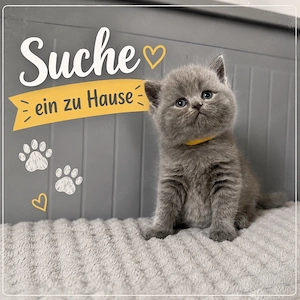 Britisch Kurzhaar in blau reinrassig Kitten