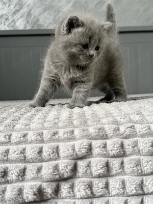 Britisch Kurzhaar in blau reinrassig Kitten Bild 4