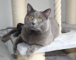 Chartreuxkater