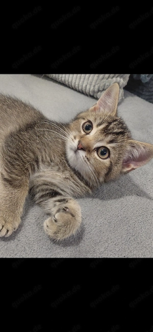 Sofort abgabebereit. Britisch Kurzhaar (BKH) Kitten suchen ein liebevolles Zuhause