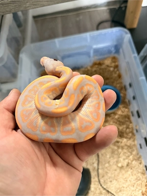 Banana Black Pastel het Clown 0.1