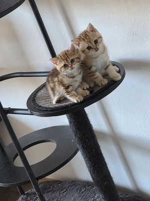 GoldenTabby BKH  Kitten