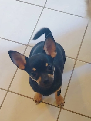 Black Tan Rüde ist Abgabebereit   Bild 2