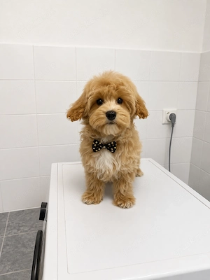 3 Musketiere Malitpoo Jungs 