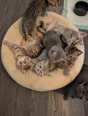 Süße BKH Kitten suchen einen schönes Zuhause 