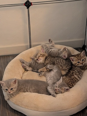 Süße BKH Kitten suchen einen schönes Zuhause 