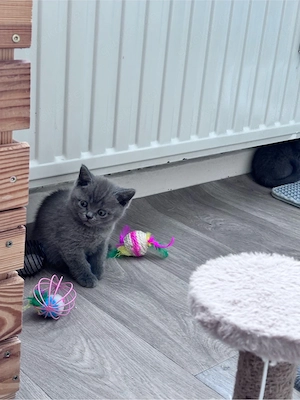 Bkh kitten 