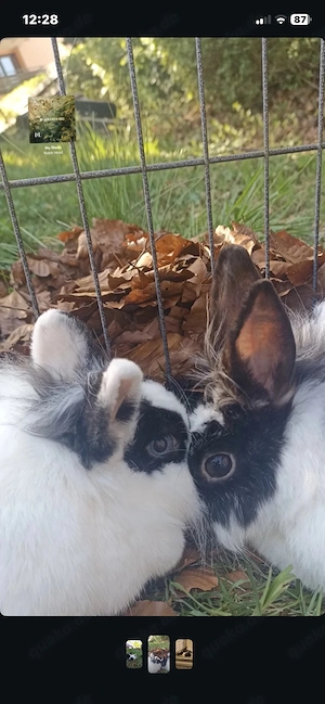 kaninchen sucht ein neues zuhause 