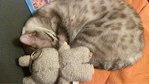 Bengalkatze sucht liebevolles Zuhause
