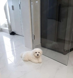 Wunderschöner Maltipoo-Rüde sucht liebevolles Zuhause 