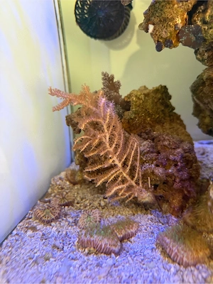 reef rock meerwasser lebendstein 