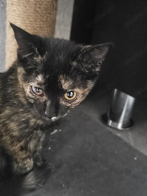 Maine Coon Mix BKH Kitten 