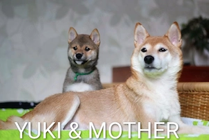 YUKI Shiba Inu  Rüde