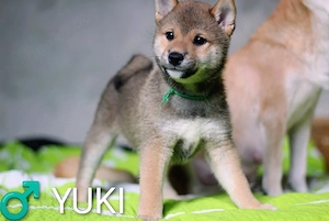 Wunderschöne Shiba-Inu-Welpen mit rotem Fell 