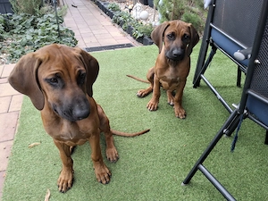 Rhodesian Ridgeback Welpen 