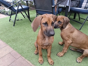 Rhodesian Ridgeback Welpen  Bild 3