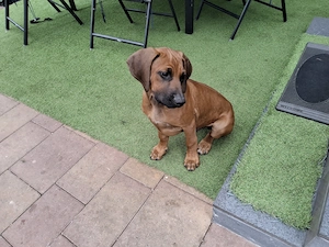 Rhodesian Ridgeback Welpen  Bild 5