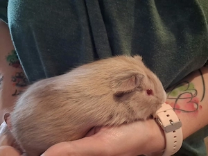 Meerschweinchen Böckchen abzugeben 25 euro