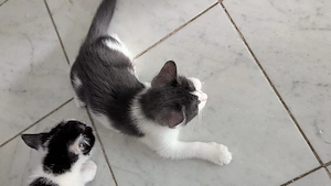 Kater Kitten Katze 