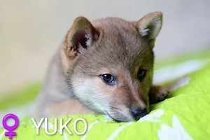 Wunderschöne Shiba-Inu-Welpen mit rotem Fell  Bild 6