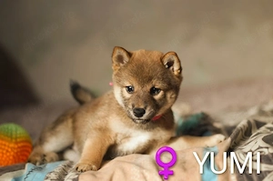 Wunderschöne Shiba-Inu-Welpen mit rotem Fell  Bild 7