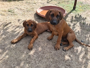 Rhodesian Ridgeback Welpen  Bild 6