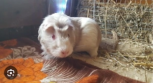 Meerschweinchen Mädchen gesucht