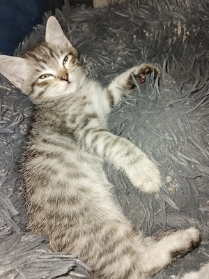 Baby katzen siam mix bhk