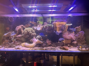 Meerwasseraquarium