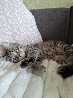 Baby Kitten Perser-britisch Kurzhaar mix