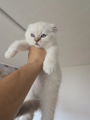 katzen baby