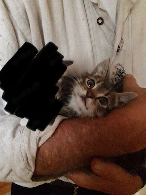 Süßes Katzenbaby sucht DRINGEND neues Zuhause