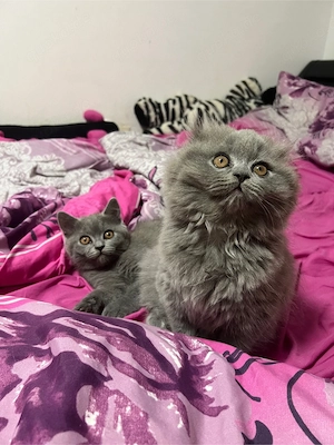 BKH kitten BLH katze