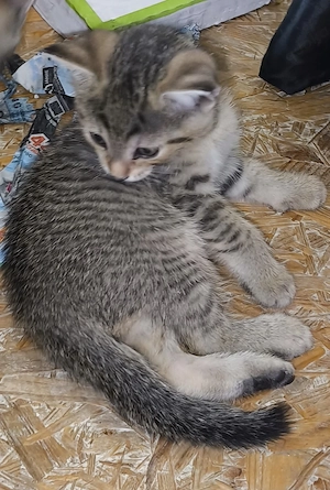 Zuckersüße BKH-Mix Kitten sucht neues Zuhause