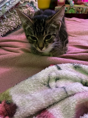 kleine süsser kater dobby 