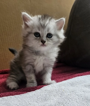 drei süße Perser-Mix Kätzchen 