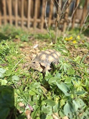 Spornschildkröte  Bild 2