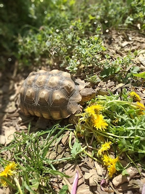 Spornschildkröte  Bild 3