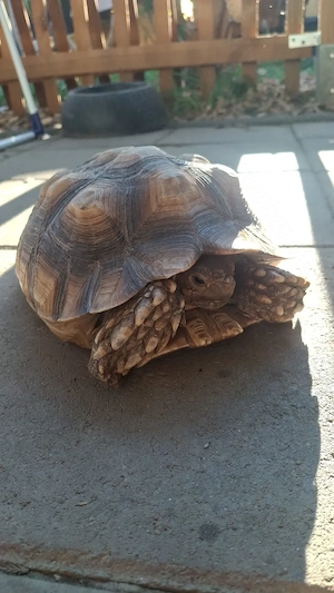 Spornschildkröte 